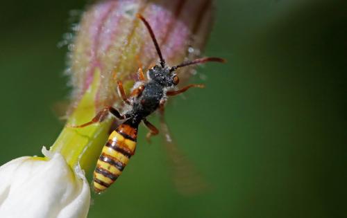 Nomada sp.